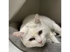 Adopt Valentino a Domestic Short Hair