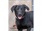 Adopt Lefty a Retriever