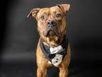Adopt WOOFUS a Pit Bull Terrier