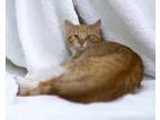 Adopt Philip a Domestic Short Hair, American Shorthair