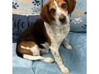 Adopt Jerry a Beagle