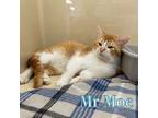 Adopt Mr Moe a Domestic Short Hair