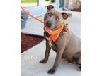 Adopt Echo a Pit Bull Terrier