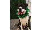 Adopt Booker a American Staffordshire Terrier, Mixed Breed