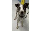 Adopt Mike a Catahoula Leopard Dog, Mixed Breed