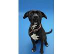 Adopt Andre a Terrier, Mixed Breed