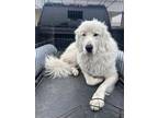 Adopt KING OTIS a Great Pyrenees