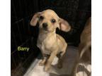 Adopt Barry a Dachshund