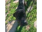 Adopt Ruger a Shar-Pei, Pit Bull Terrier