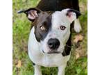 Adopt Hopper a Pit Bull Terrier, Mixed Breed