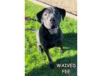 Adopt Zeb a Shar-Pei, Mastiff