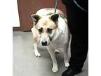 Adopt CHARLIE a Akita