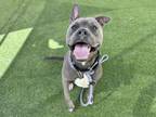 Adopt AGAPANTHUS a Pit Bull Terrier