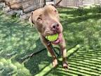 Adopt DECLAN a Pit Bull Terrier