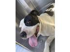 Adopt PROFF a American Staffordshire Terrier, Mixed Breed