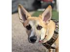 Adopt Syren a Basset Hound, German Shepherd Dog