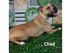 Adopt Chad a Boxer