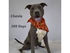 Adopt Chevie a Pit Bull Terrier