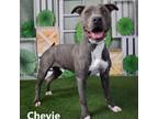 Adopt Chevie a Pit Bull Terrier