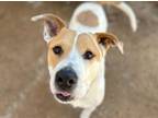 Adopt ROSCOE a Staffordshire Bull Terrier, Mixed Breed