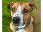 Adopt BAXTER a Staffordshire Bull Terrier, Terrier