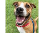 Adopt BAXTER a Staffordshire Bull Terrier, Terrier