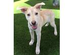 Adopt Peabody a Cattle Dog, Mixed Breed