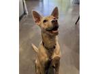 Adopt Henry a Cattle Dog, Mixed Breed
