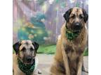 Adopt WISCONSIN, GREEN BAY; "GIBBS & MCGEE" a Anatolian Shepherd