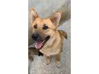 Adopt LOKY a German Shepherd Dog