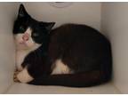 Adopt TED a Domestic Short Hair