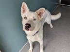 Adopt BOLT a Siberian Husky