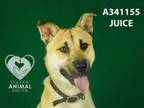 Adopt JUICE a Labrador Retriever