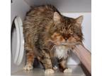 Adopt Toad a Domestic Long Hair