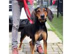 Adopt Angus a Black and Tan Coonhound