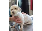 Adopt Ski a Poodle, Mixed Breed