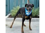 Adopt Gannon a Rottweiler, Great Dane