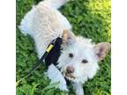 Adopt Chunky a Terrier