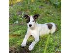 Adopt ^^Jack & the Beanstalk Puppy a German Shepherd Dog, Mixed Breed