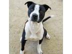 Adopt ERNIE a Pit Bull Terrier