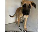 Adopt A683854 a German Shepherd Dog