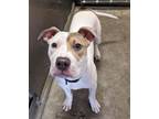 Adopt TRAVIS a Pit Bull Terrier