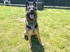 Adopt LYLE a German Shepherd Dog