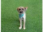 Adopt SIR WINSTON a Wheaten Terrier, Mixed Breed