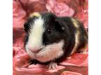 Adopt CINNAMON a Guinea Pig