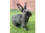 Adopt JOJO a Bunny Rabbit