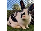 Adopt BONNIE a Bunny Rabbit