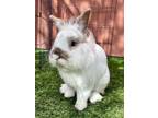 Adopt SESAME a Bunny Rabbit