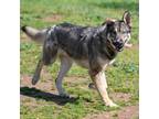 Adopt OSO a German Shepherd Dog, Siberian Husky