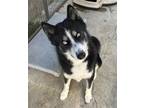 Adopt BLACK JACK a Husky